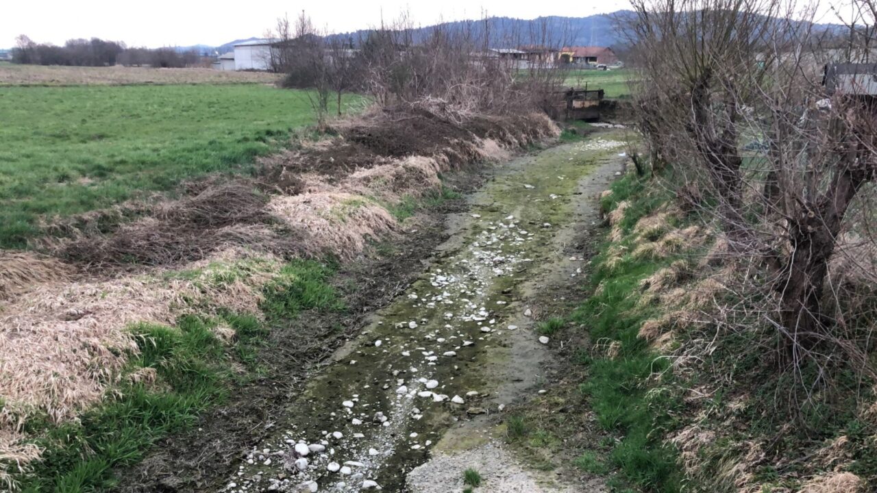 Pesci morti nella roggia, non c’è acqua LE FOTO