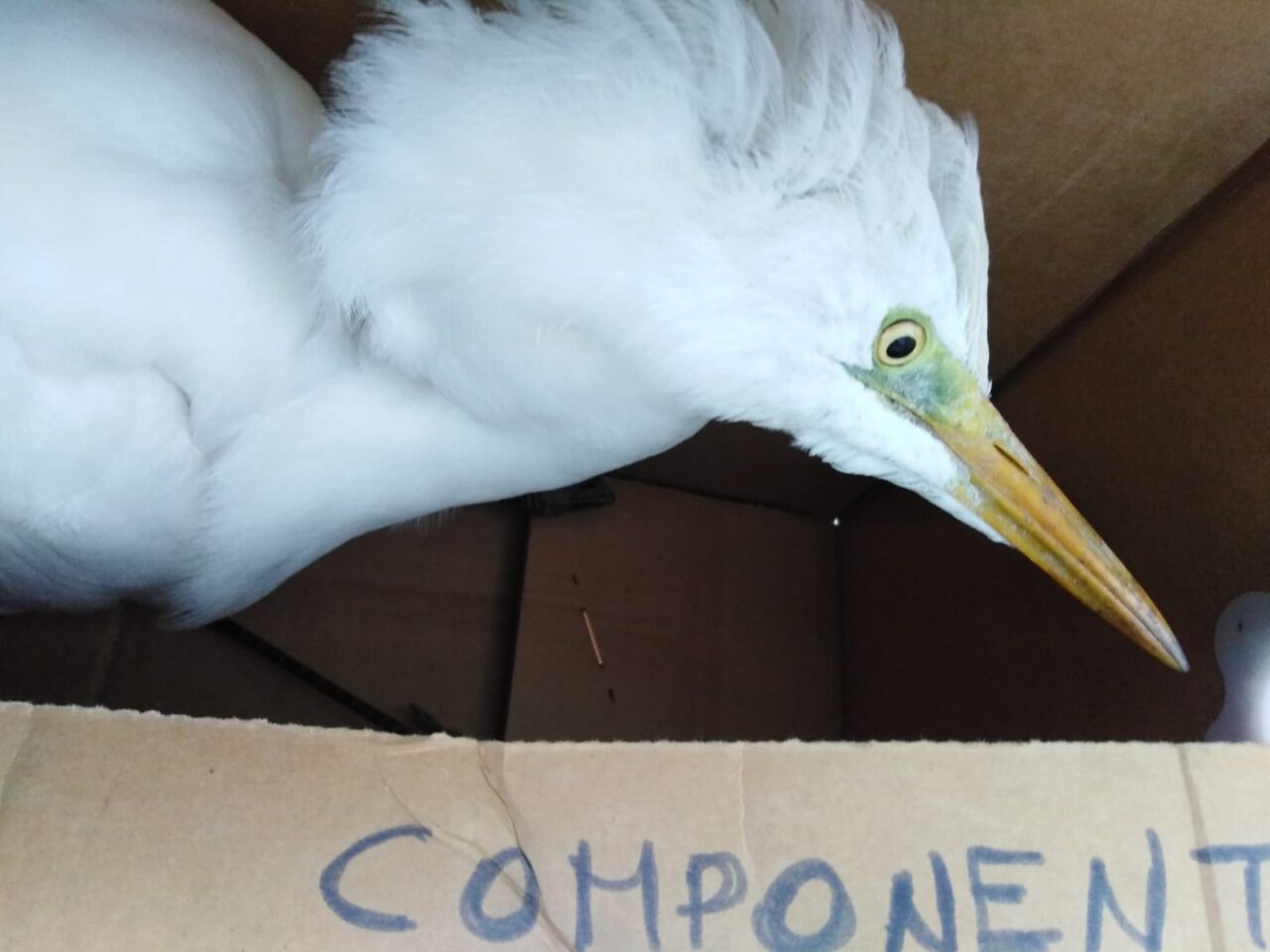 Uccello spaesato ritrovato nel giardino di un’abitazione