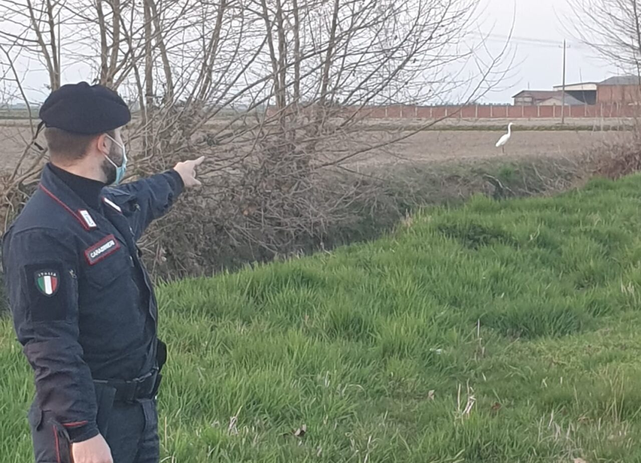 Rapisce un airone, beccato e denunciato