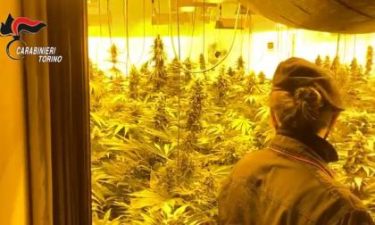 La «fabbrica» della droga: 4 arresti, sequestrate 600 piante di marijuana