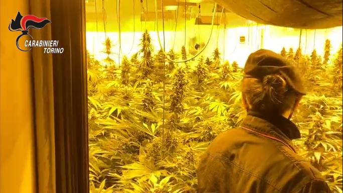 La «fabbrica» della droga: 4 arresti, sequestrate 600 piante di marijuana