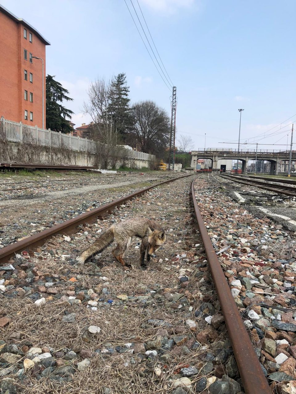 Volpe recuperata sui binari a Chivasso in cattive condizioni