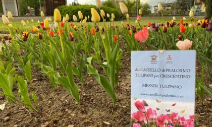 I tulipani del Castello di Pralormo sono fioriti al Parco Tournon