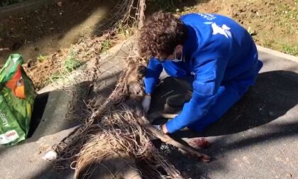 Capriolo recuperato e rimesso in libertà dai veterinari LE FOTO