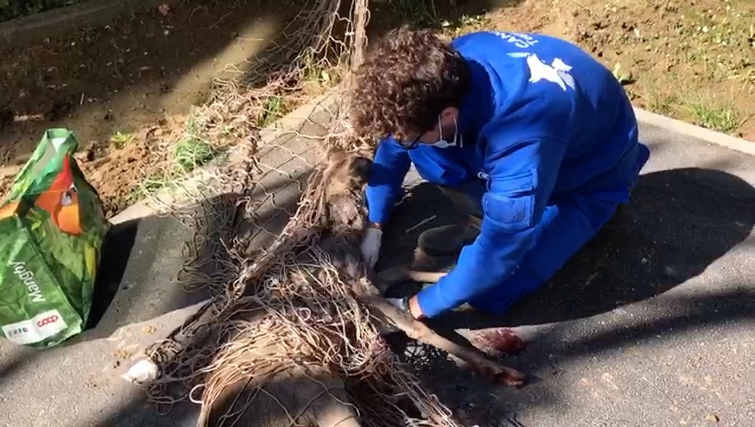 Capriolo recuperato e rimesso in libertà dai veterinari LE FOTO