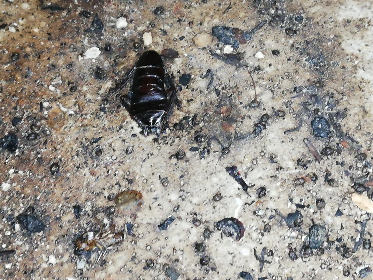 Insetto nella cucina di un locale, chili di alimenti sequestrati