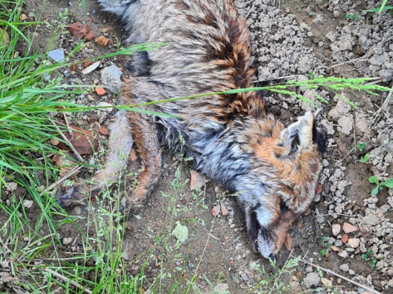 Volpe trovata morta vicino all’acquedotto