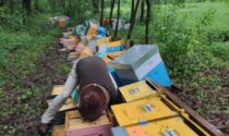 Raid vandalico contro un apicoltore, parte la gara di solidarietà