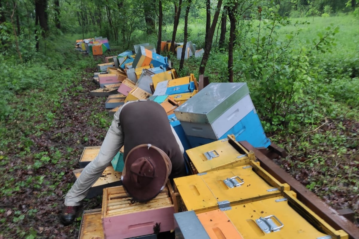 Raid vandalico contro un apicoltore, parte la gara di solidarietà