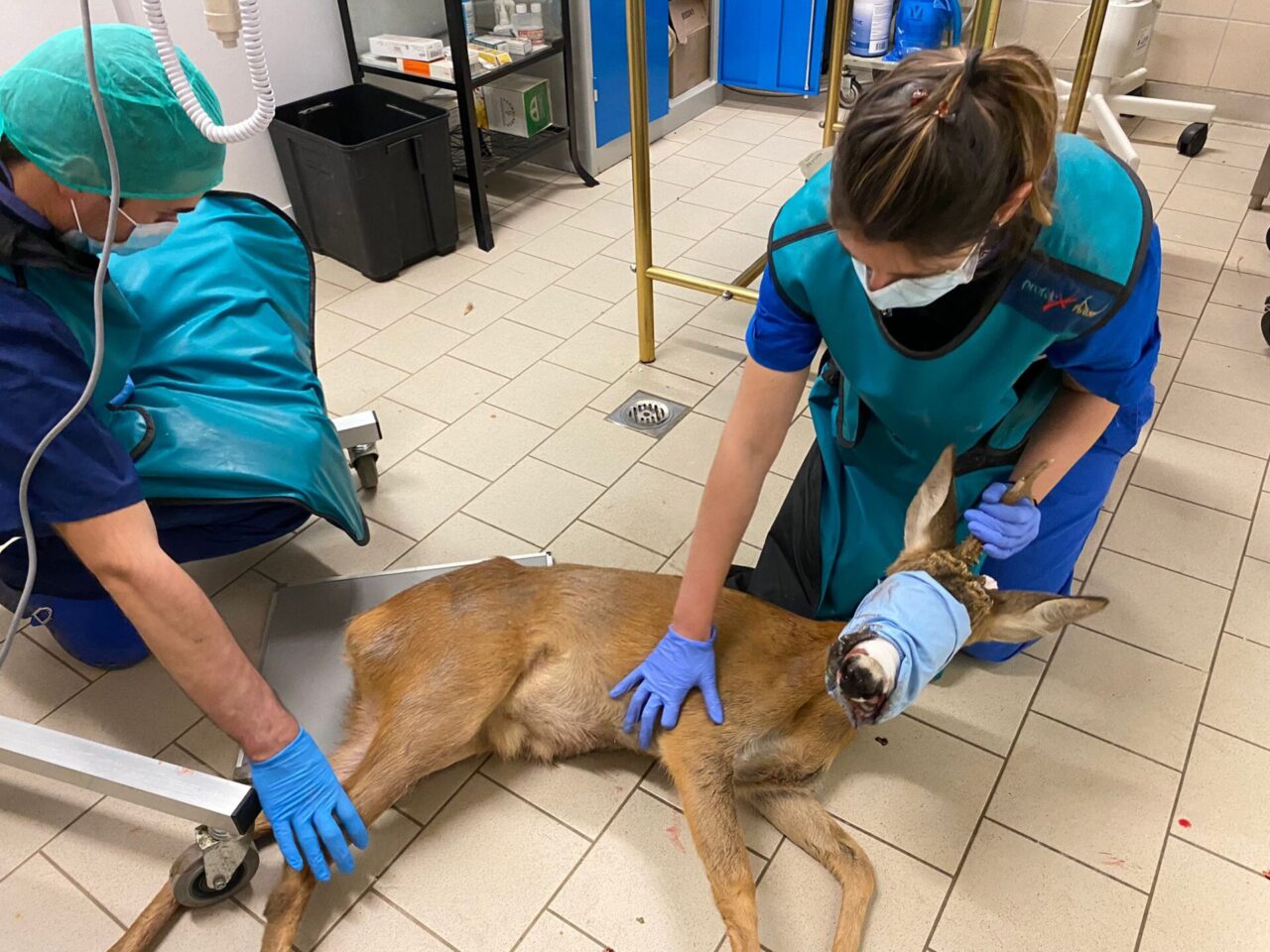 Capriolo ferito recuperato lungo la tramvia le foto