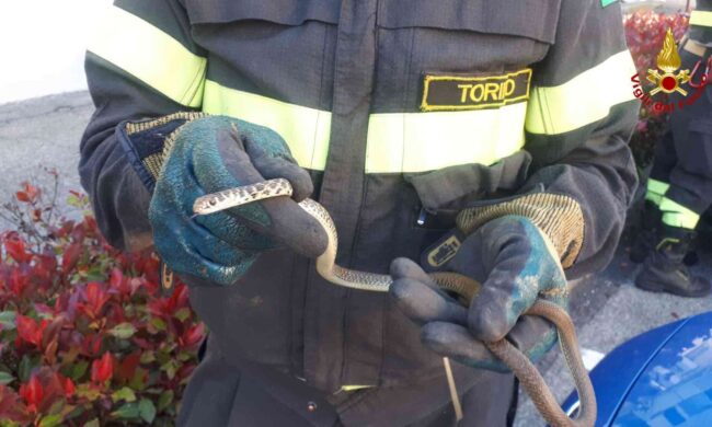 Serpente nel vano motore, recuperato dal Vigili del Fuoco