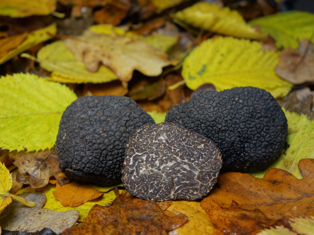 Vendeva tartufo nero in anticipo sulla stagione, maxi multa