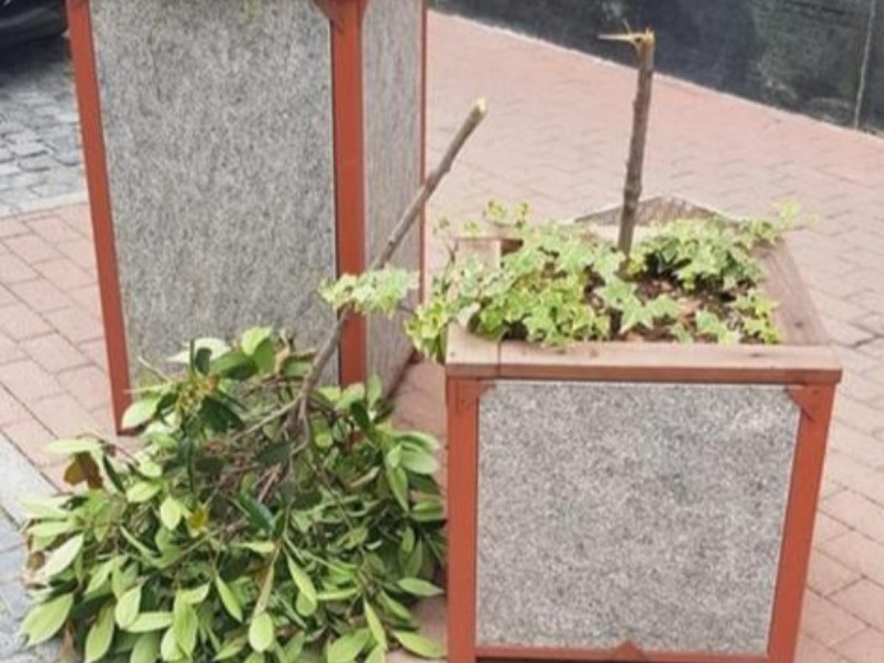I vandali sradicano una pianta, ci sono i filmati: sono dei ragazzini