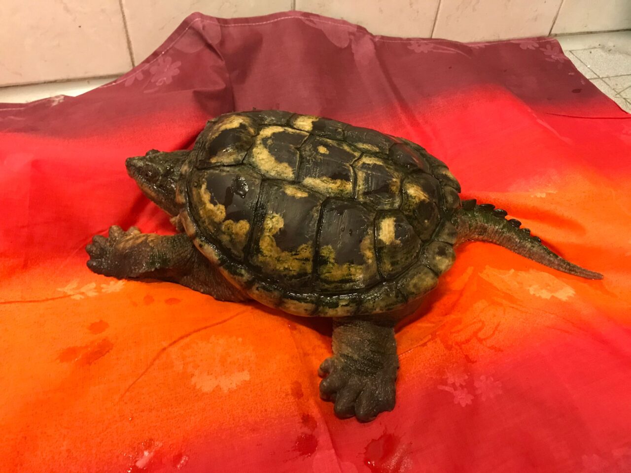 Ritrovata una tartaruga azzannatrice: è pericolosa