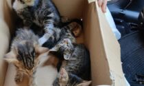 Quattro cuccioli di gatto trovati in una scatola LE FOTO
