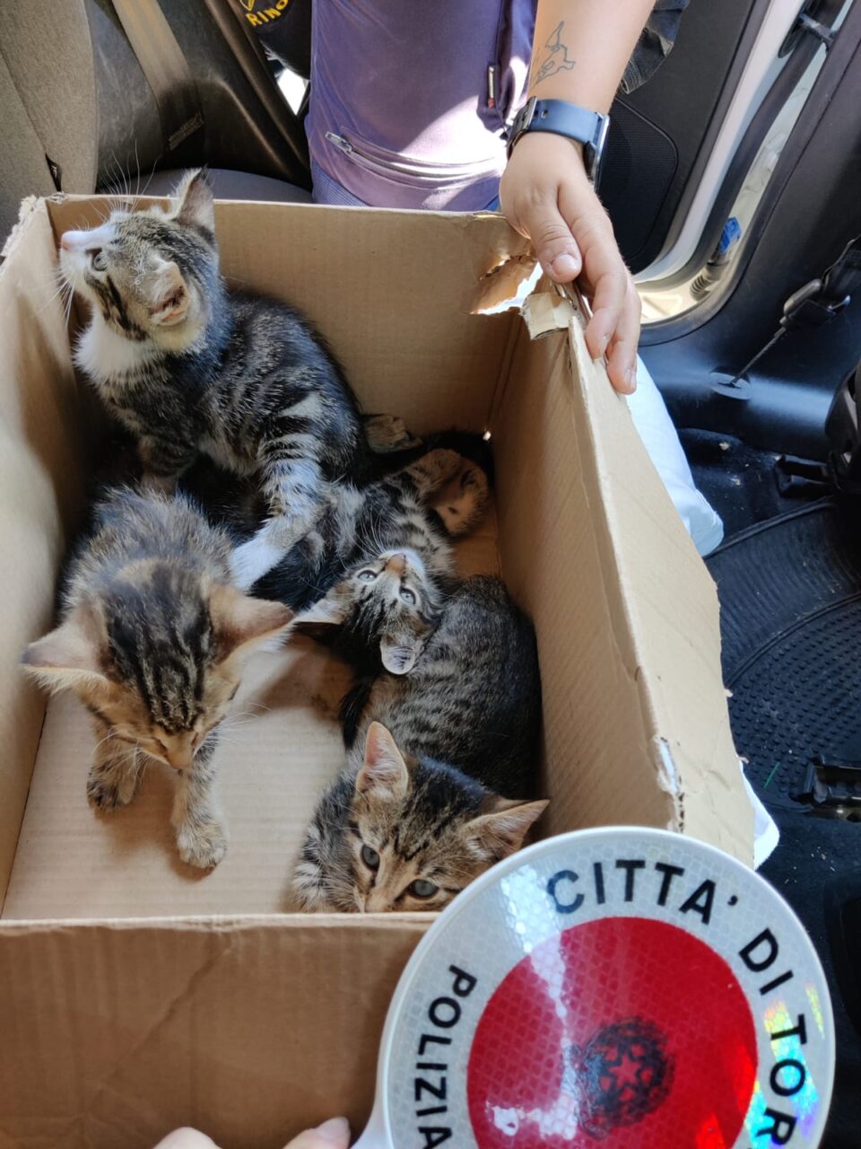 Quattro cuccioli di gatto trovati in una scatola LE FOTO