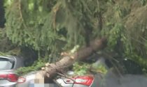 A Chivasso un albero colpisce una Maserati