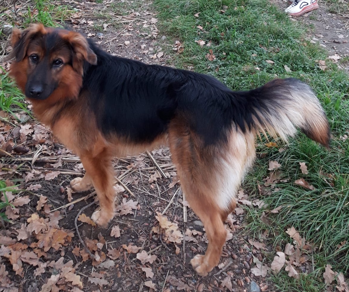 Cane scomparso, la proprietaria: “Mille euro a chi lo trova”
