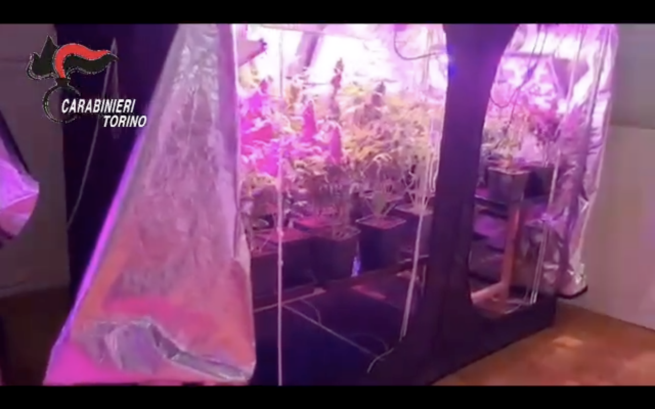 Coltiva marijuana nel retro del suo negozio di sigarette elettroniche: ora è ai domiciliari