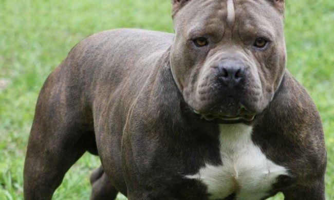 Pitbull stacca a morsi il piede ad un agente penitenziario
