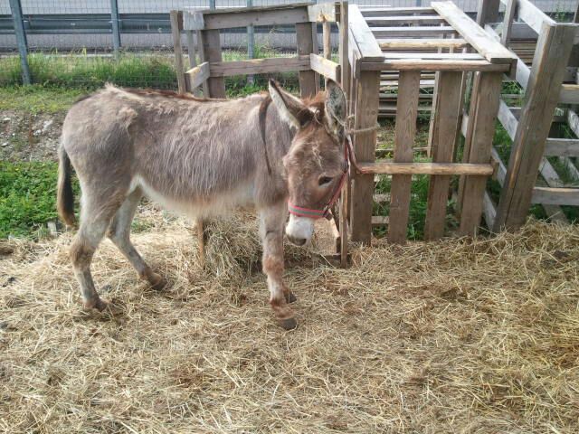 Bambino trascinato da un asinello cade e batte la testa: frattura cranica