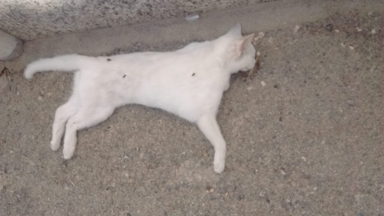 Gatti avvelenati e bastonati: caccia ai killer