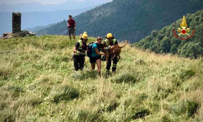 Cane morso da una vipera, salvato dai Vigili del fuoco