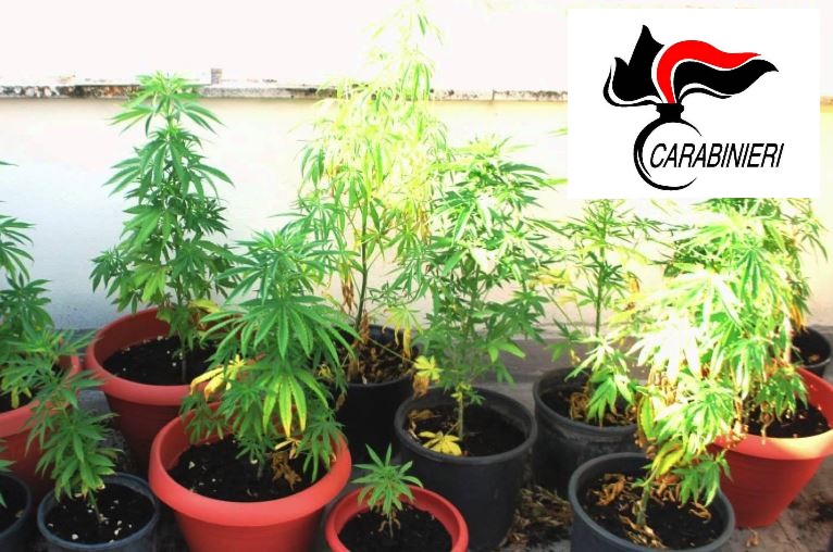 Serra di marijuana in giardino, 40enne denunciato