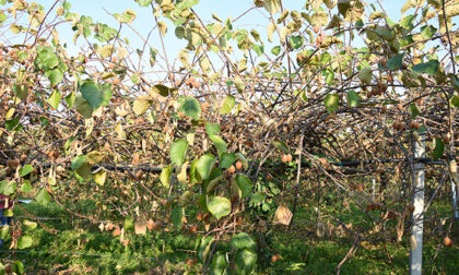 Maltempo e siccità, perdite da oltre 1,4 milioni per 80 aziende del Vercellese