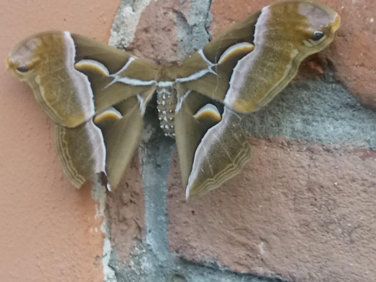 Falena si posa su una veranda in pieno giorno