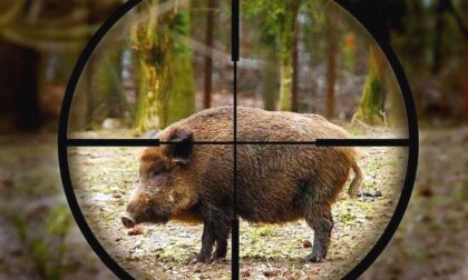 Cacciatore spara al cinghiale, l’animale lo carica e gli recide l’arteria femorale