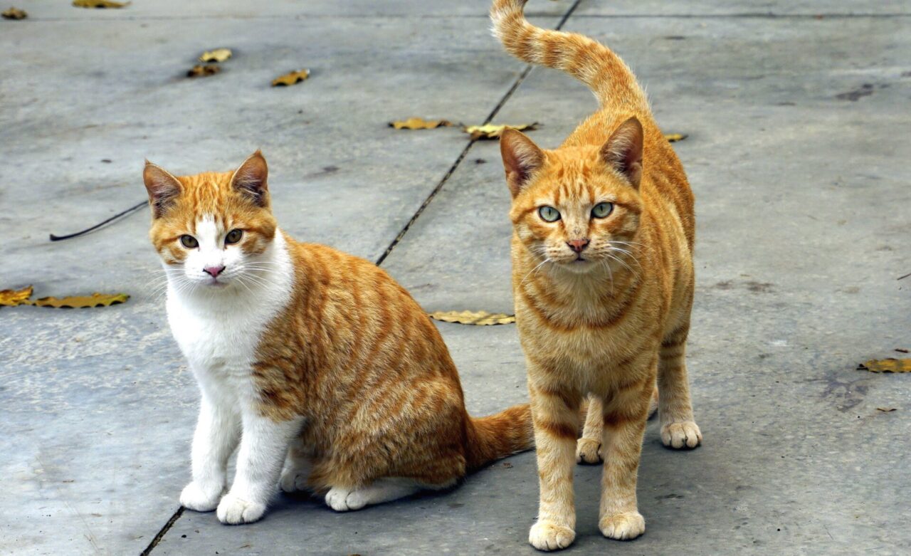 Fondi dalla Regione per i gatti