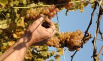 Erbaluce, vitigno dell’anno 2023 del Piemonte