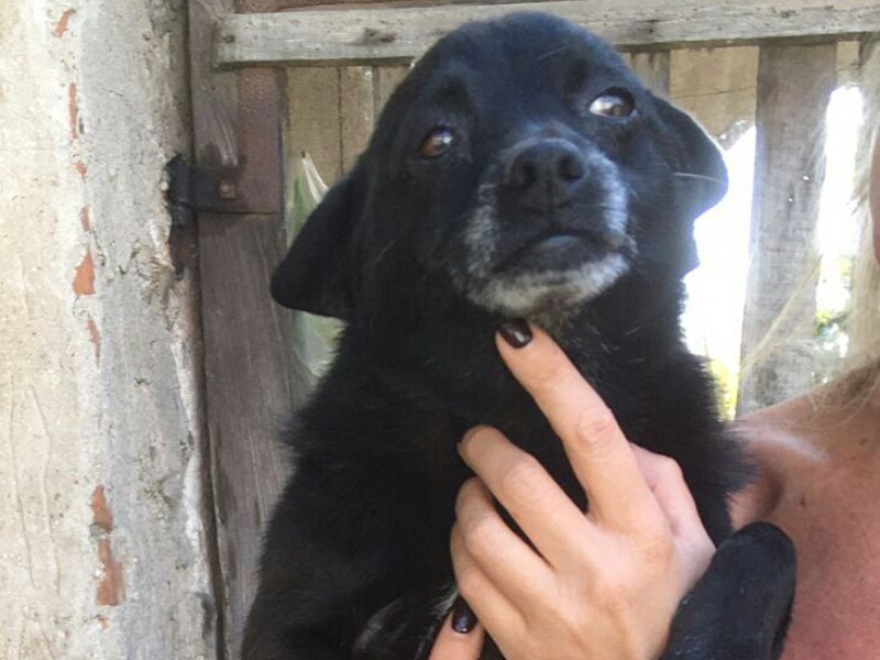 Cagnolino cerca casa, il suo amico umano deve staccarsi da lui