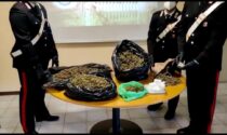 Scoperta fattoria della marijuana a Castagneto Po IL VIDEO