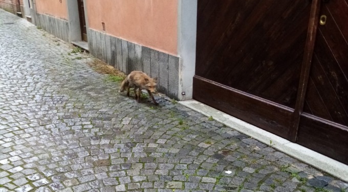 Volpe si aggira nel centro di Montanaro