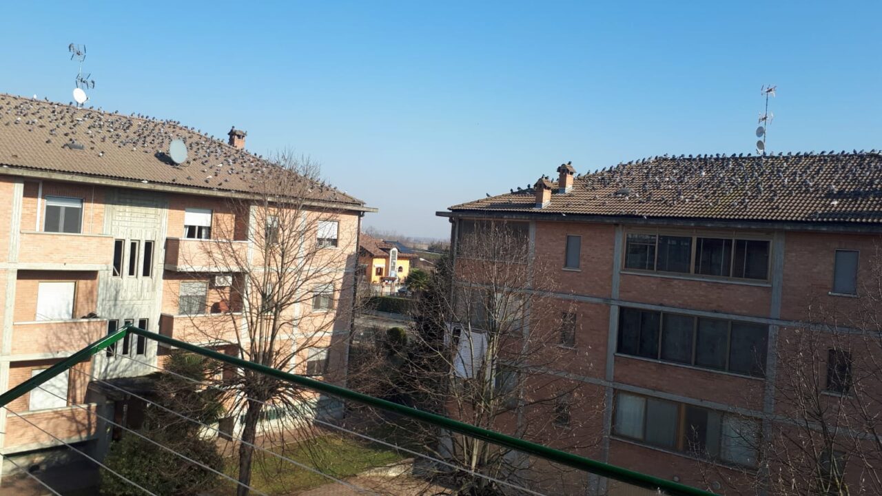 Emergenza piccioni: «Un problema enorme, c’è il massimo impegno»