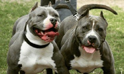 Divide i suoi tre pitbull: uomo azzannato