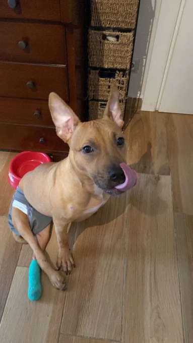 Paris, cucciola di Pit Bull cerca casa