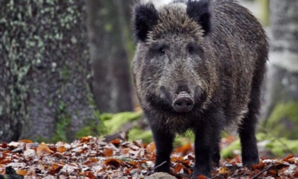 Animalisti e agricoltori si coalizzano contro i cacciatori sulla questione cinghiali
