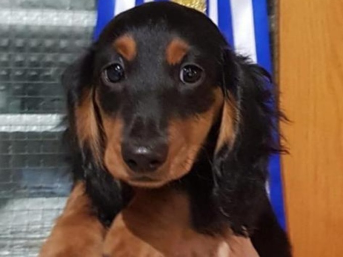 Rubato cucciolo di cane da un’abitazione, si cerca ovunque