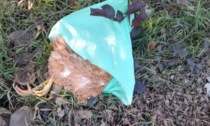 Pollo morto trovato a ciglio strada: paura aviaria