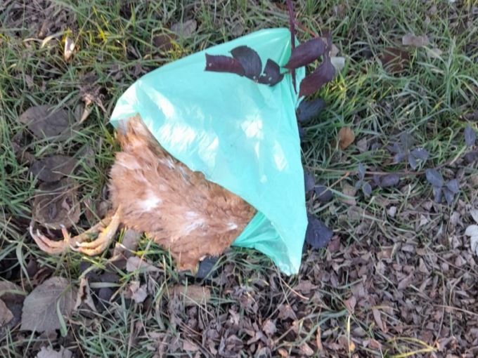 Pollo morto trovato a ciglio strada: paura aviaria