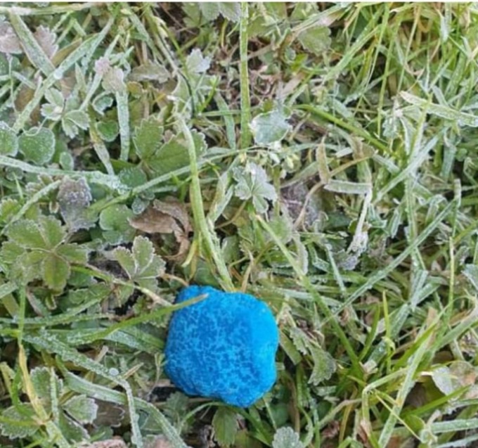 Topicida ritrovato nei prati ad Arborea