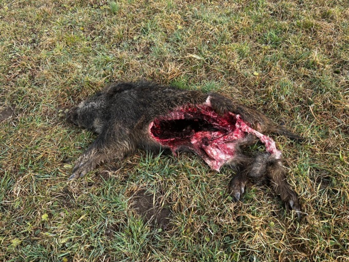 Cinghiale sbranato da un lupo