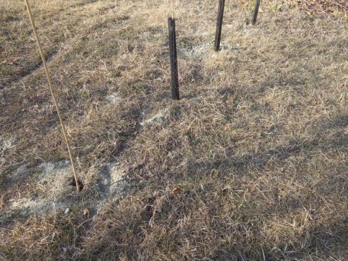 Rubati gli alberi appena piantati