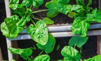 Facciamo l’orto in casa: questa settimana in regalo gli spinaci