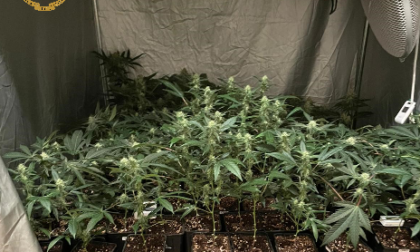 Serra di marijuana scoperta in un appartamento LE FOTO