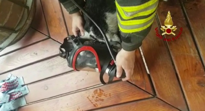 Tre gatti rimasti bloccati in un incendio