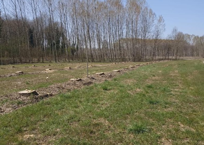 Rubate 100 piante di pioppo nella zona Mulino Vecchio